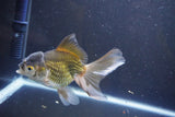 Thai Oranda  Bronze 5 Inch (ID#1008To2b-104) Free2Day SHIPPING