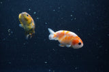 2Pack Ranchu   2.5 Inch (ID#228RPTD-10) Free2Day SHIPPING