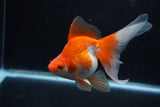 Ryukin Long Tail Red White 5 Inch (ID#1217Ry7b-2) Free2Day SHIPPING