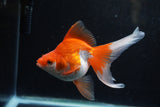 Ryukin Long Tail Red White 5 Inch (ID#1217Ry7b-2) Free2Day SHIPPING