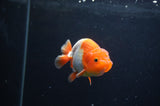 Juvenile Lionchu  Red White 3.5 Inch (ID#408R11b-12) Free2Day SHIPPING