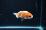 2Pack Ranchu   2.5 Inch (ID#228RPTD-10) Free2Day SHIPPING
