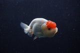 Juvenile Lionchu  Red White 3.5 Inch (ID#214R11b-15) Free2Day SHIPPING