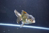 Thai Oranda  Bronze 5 Inch (ID#1008To2b-104) Free2Day SHIPPING