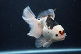 Thai Oranda  Panda 5.5 Inch (ID#1129To6c-110)