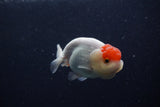 Juvenile Lionchu  Red White 3.5 Inch (ID#214R11b-15) Free2Day SHIPPING