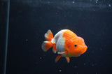 Juvenile Lionchu  Red White 3.5 Inch (ID#408R11b-12) Free2Day SHIPPING