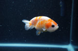 2Pack Ranchu   2.5 Inch (ID#228RPTD-10) Free2Day SHIPPING