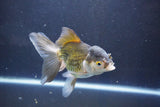 Thai Oranda  Bronze 5 Inch (ID#1008To2b-104) Free2Day SHIPPING