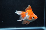 Ryukin Long Tail Red White 5 Inch (ID#1217Ry7b-2) Free2Day SHIPPING