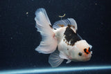 Thai Oranda  Panda 5.5 Inch (ID#1129To6c-110)