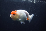 Juvenile Lionchu  Red White 3.5 Inch (ID#214R11b-15) Free2Day SHIPPING