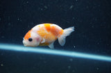 2Pack Ranchu   2.5 Inch (ID#228RPTD-10) Free2Day SHIPPING
