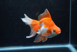 Ryukin Long Tail Red White 5 Inch (ID#1217Ry7b-2) Free2Day SHIPPING