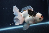 Thai Oranda  Panda 5.5 Inch (ID#1129To6c-110)