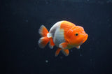 Juvenile Lionchu  Red White 3.5 Inch (ID#408R11b-12) Free2Day SHIPPING