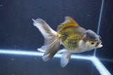 Thai Oranda  Bronze 5 Inch (ID#1008To2b-104) Free2Day SHIPPING