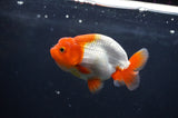 Juvenile Lionchu  Red White 3.5 Inch (ID#408R11b-12) Free2Day SHIPPING