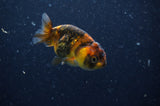 2Pack Ranchu   2.5 Inch (ID#228RPTD-10) Free2Day SHIPPING