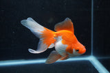 Ryukin Long Tail Red White 5 Inch (ID#1217Ry7b-2) Free2Day SHIPPING