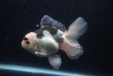 Thai Oranda  Panda 5.5 Inch (ID#1129To6c-110)