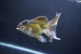 Thai Oranda  Bronze 5 Inch (ID#1008To2b-104) Free2Day SHIPPING