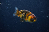 2Pack Ranchu   2.5 Inch (ID#228RPTD-10) Free2Day SHIPPING