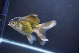 Thai Oranda  Bronze 5 Inch (ID#1008To2b-104) Free2Day SHIPPING