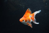 Ryukin Long Tail Red White 5 Inch (ID#1217Ry7b-2) Free2Day SHIPPING