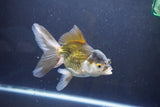 Thai Oranda  Bronze 5 Inch (ID#1008To2b-104) Free2Day SHIPPING