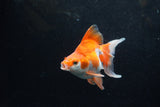 Ryukin Long Tail Red White 5 Inch (ID#1217Ry7b-2) Free2Day SHIPPING