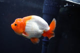 Juvenile Lionchu  Red White 3.5 Inch (ID#408R11b-12) Free2Day SHIPPING