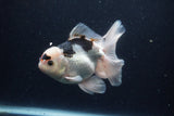 Thai Oranda  Panda 5.5 Inch (ID#1129To6c-110)