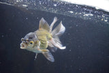 Thai Oranda  Bronze 5 Inch (ID#1008To2b-104) Free2Day SHIPPING