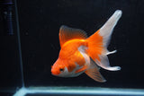 Ryukin Long Tail Red White 5 Inch (ID#1217Ry7b-2) Free2Day SHIPPING