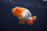 Juvenile Lionchu  Red White 3.5 Inch (ID#408R11b-12) Free2Day SHIPPING