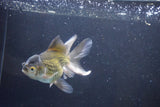 Thai Oranda  Bronze 5 Inch (ID#1008To2b-104) Free2Day SHIPPING