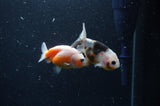 2Pack Ranchu   2.5 Inch (ID#304RPTD-1) Free2Day SHIPPING