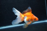 Ryukin Long Tail Red White 5 Inch (ID#1217Ry7b-3) Free2Day SHIPPING