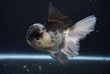 Thai Oranda  Panda 5.5 Inch (ID#1129To6c-111)