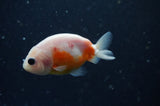 2Pack Ranchu   2.5 Inch (ID#304RPTD-1) Free2Day SHIPPING