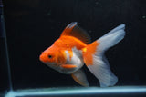 Ryukin Long Tail Red White 5 Inch (ID#1217Ry7b-3) Free2Day SHIPPING