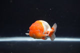 Juvenile Lionchu  Red White 3.5 Inch (ID#408R11b-13) Free2Day SHIPPING Please See Notes