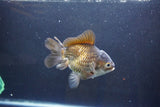 Thai Oranda  Bronze 4.5 Inch (ID#1008To2b-105) Free2Day SHIPPING