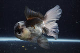 Thai Oranda  Panda 5.5 Inch (ID#1129To6c-111)