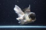 Thai Oranda  Panda 5.5 Inch (ID#1129To6c-111)