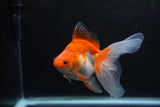 Ryukin Long Tail Red White 5 Inch (ID#1217Ry7b-3) Free2Day SHIPPING