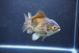 Thai Oranda  Bronze 4.5 Inch (ID#1008To2b-105) Free2Day SHIPPING