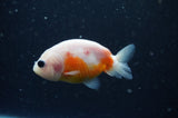 2Pack Ranchu   2.5 Inch (ID#304RPTD-1) Free2Day SHIPPING