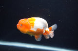 Juvenile Lionchu  Red White 3.5 Inch (ID#408R11b-13) Free2Day SHIPPING Please See Notes